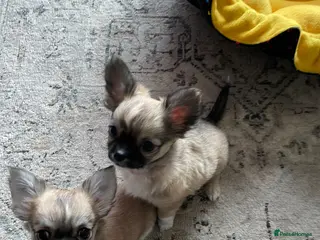 Chihuahua dogs Chihuahua long coat female puppies - Advert 5