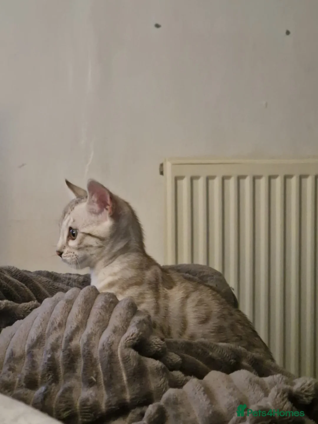 Bengal cats for sale: Ready Now Tica Champion Kittens  - Advert 11