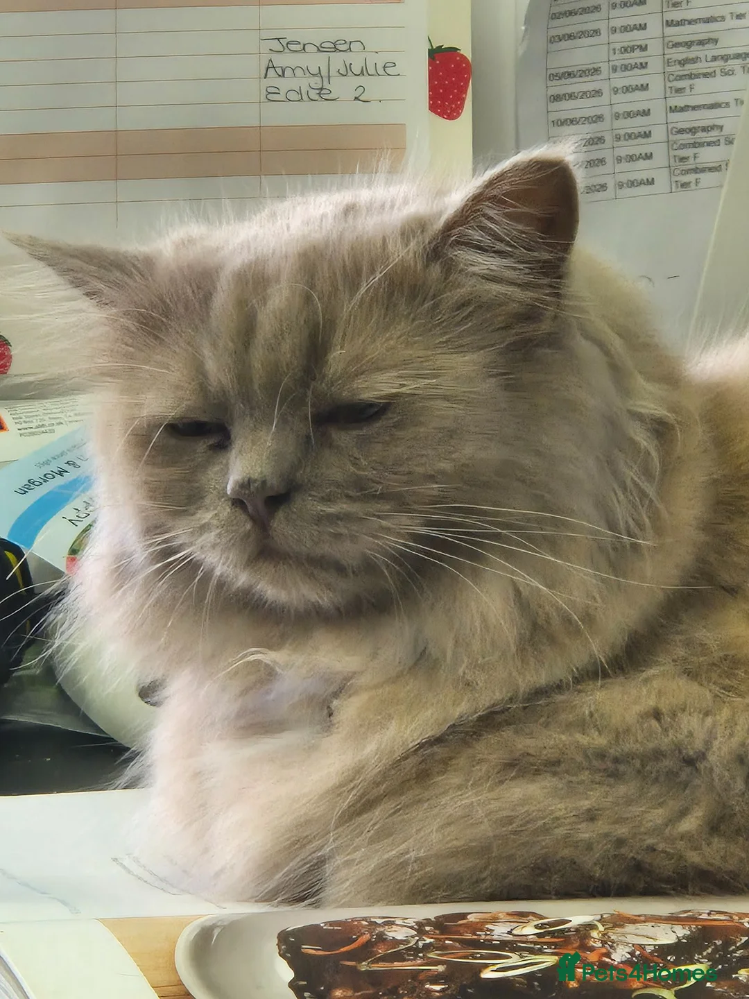 Persian cats for sale: persian crossed russian blue - Advert 5