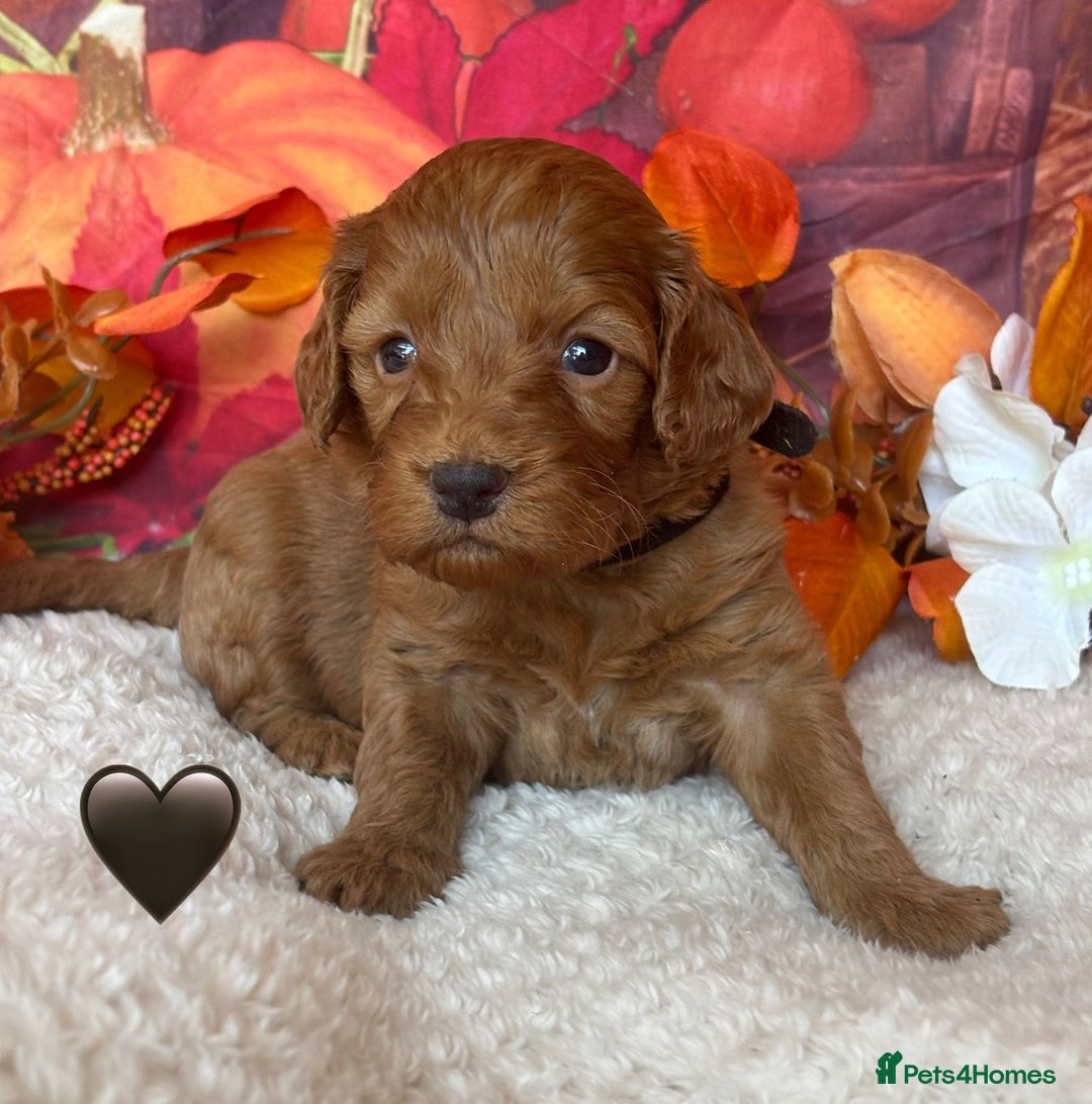 Cockapoo dogs for sale: GORGEOUS F1B COCKAPOOS 🧬 Tested Parents  - Image 4