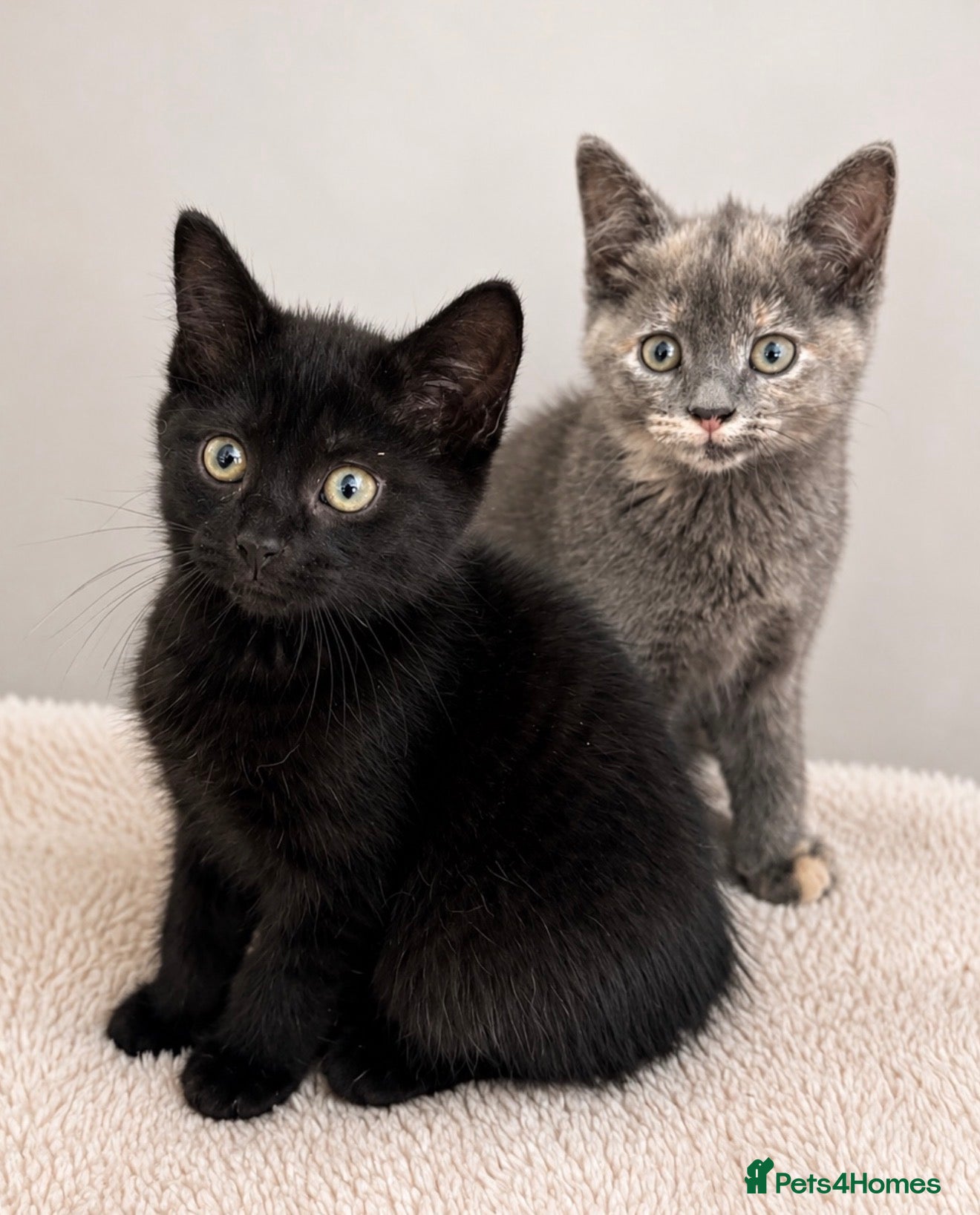 British Shorthair cats Beautiful Kittens - Advert 1