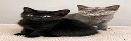 British Shorthair cats for sale: Beautiful Kittens - Advert 1