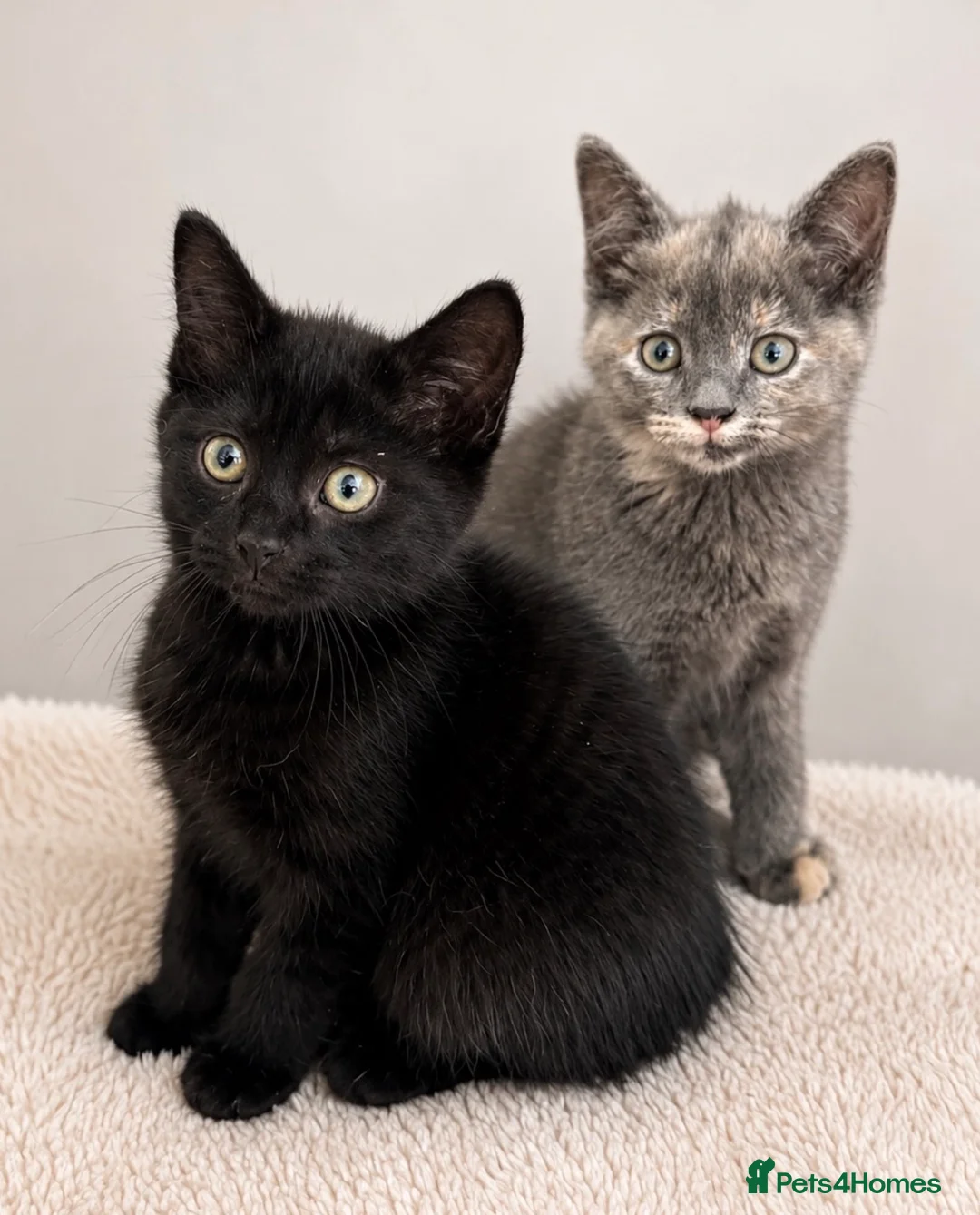 British Shorthair cats for sale: Beautiful Kittens - Advert 1