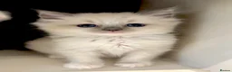 Ragdoll cats for sale: Ragdoll kittens full breed  - Advert 8