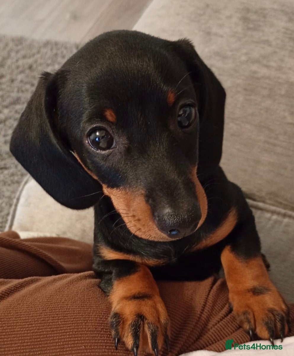 Dachshund dogs 10 wk old boy - Advert 1