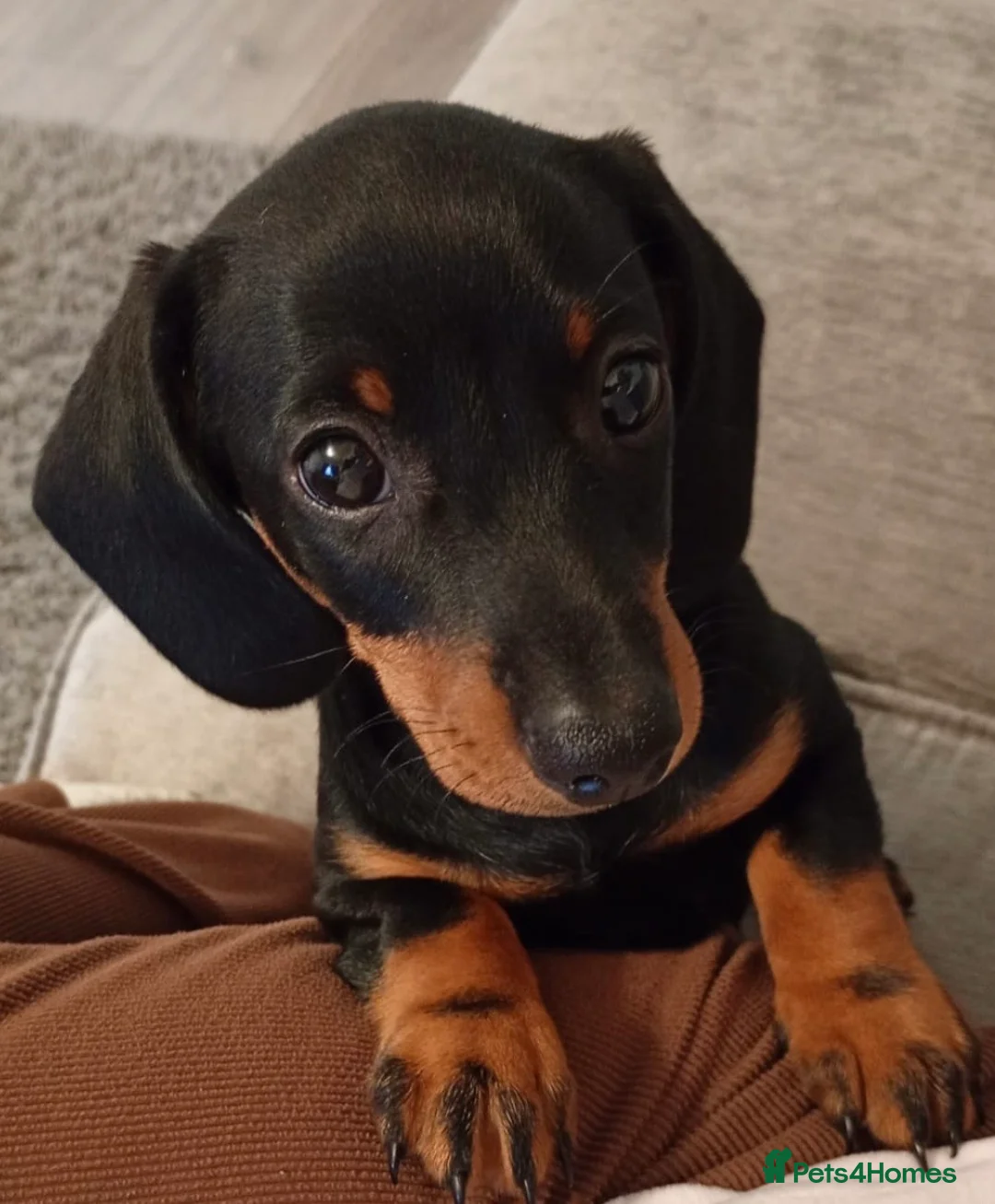 Dachshund dogs for sale: 10 wk old boy - Advert 1