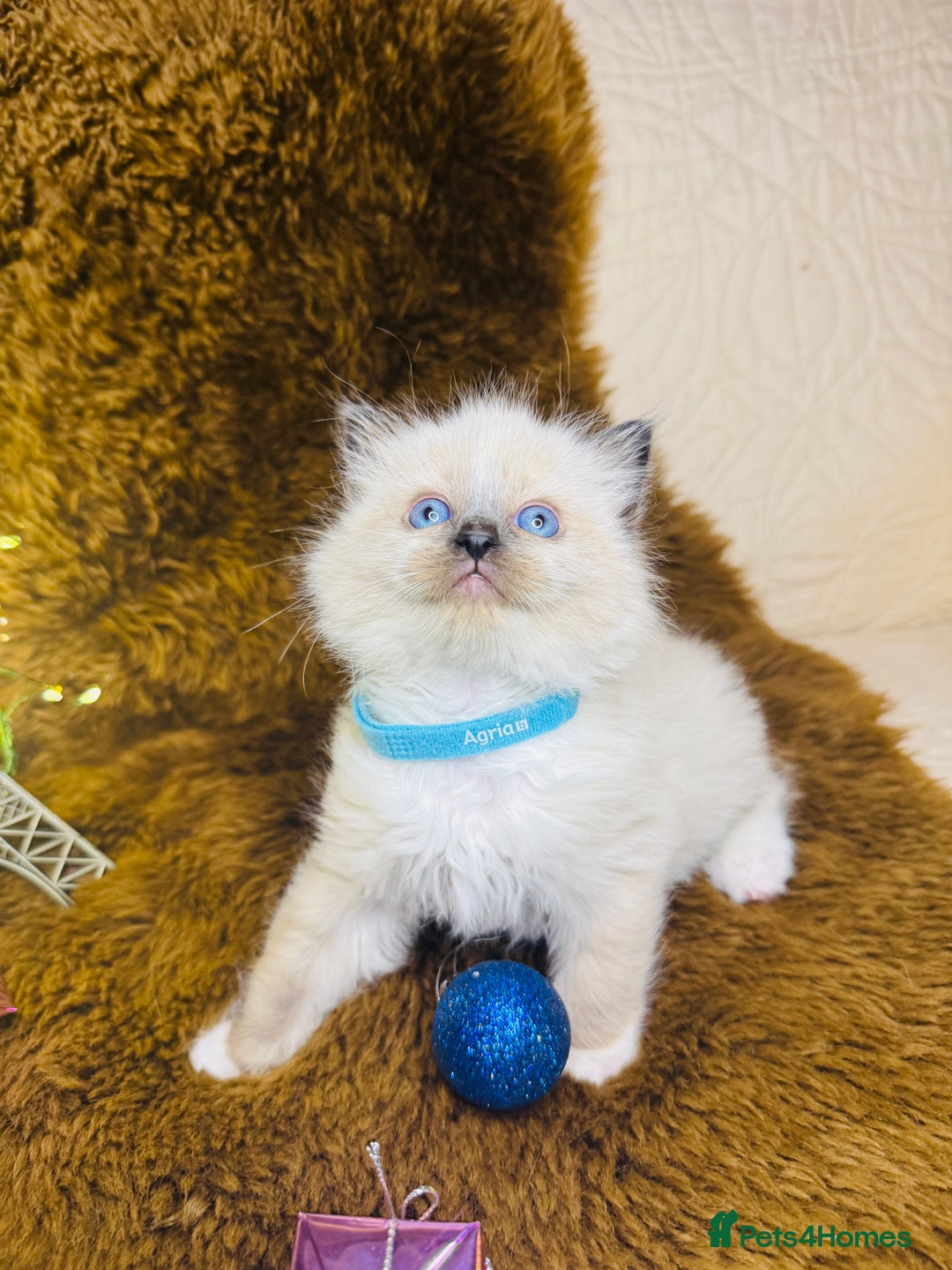 Ragdoll cats for sale: GCCF Pure Ragdoll Seal/Blue Point Lynx Mitted - Advert 3