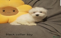 Maltese dogs for sale: Fluffy cute half Korean maltese ready to go  - Image 5