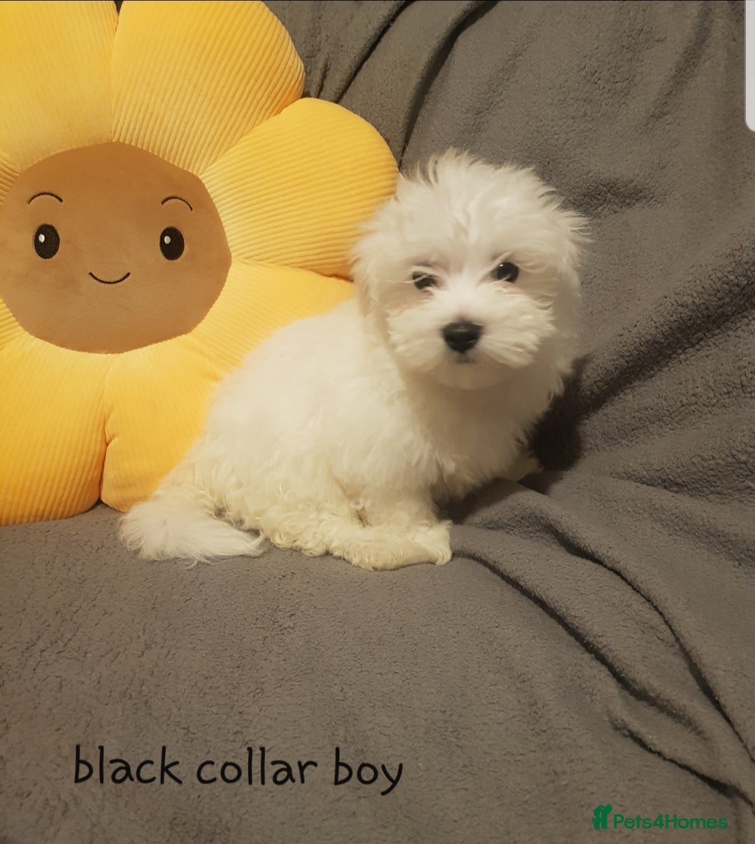 Maltese dogs for sale: Fluffy cute half Korean maltese ready to go  - Image 5