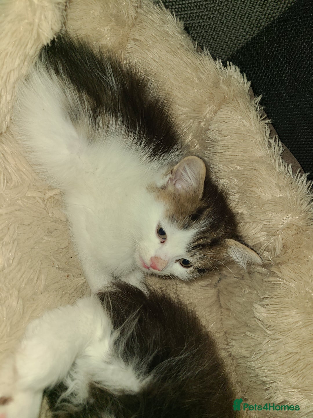 Mixed Breed cats for sale: 4 beautiful kittens  - Advert 12