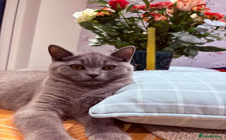 British Shorthair cats - Advert 7