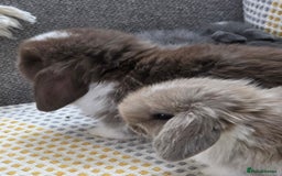 Mini Lop rabbits for sale: Minilops - Image 6