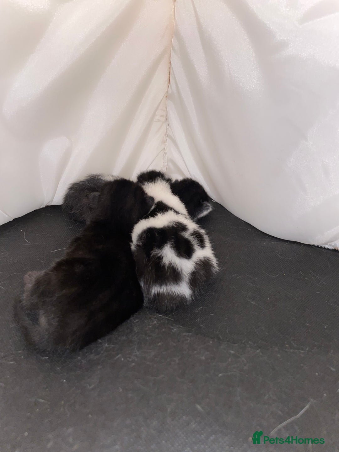 Mixed Breed cats for sale: Beautiful kittens  - Advert 20