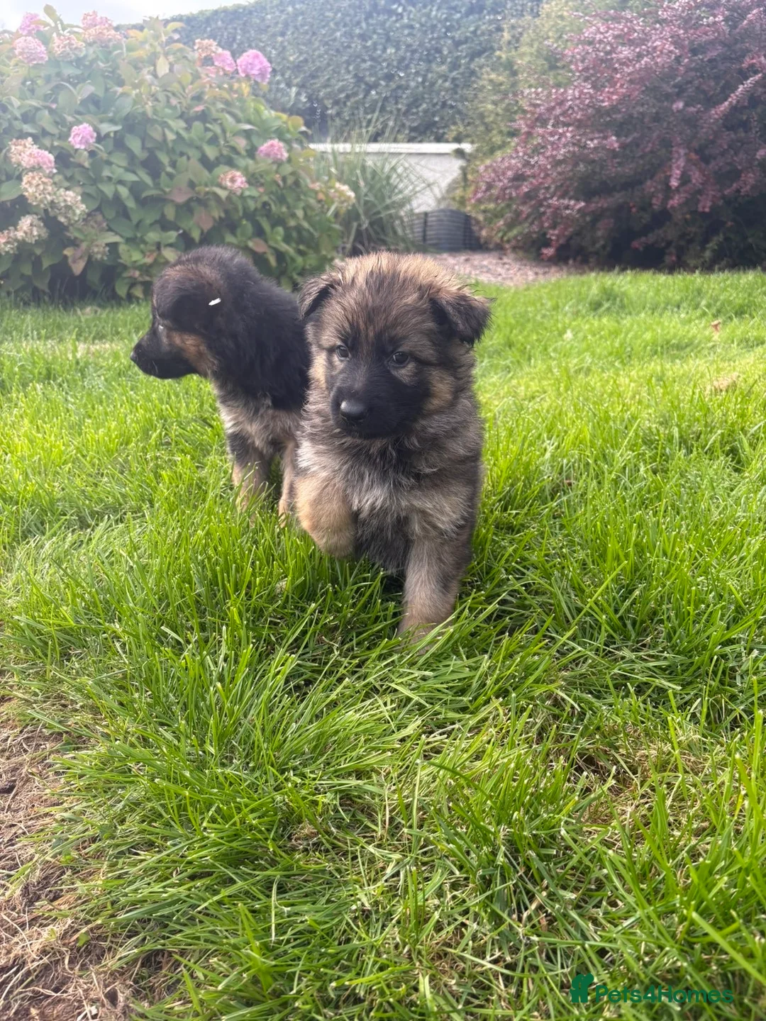 German Shepherd dogs for sale: German shepherd  - Advert 3