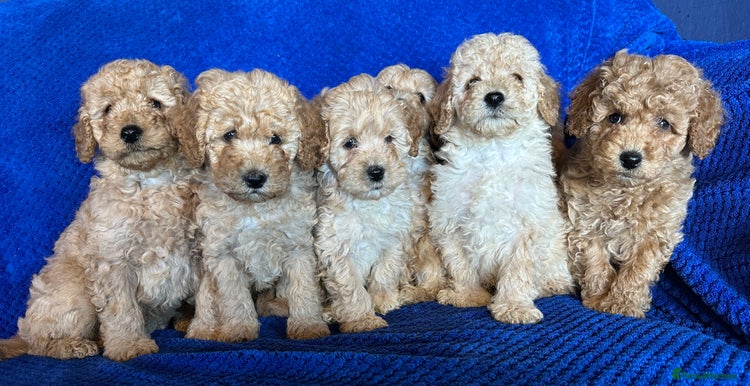 Cavapoo dogs - Advert 1