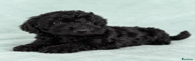 Cockapoo 1