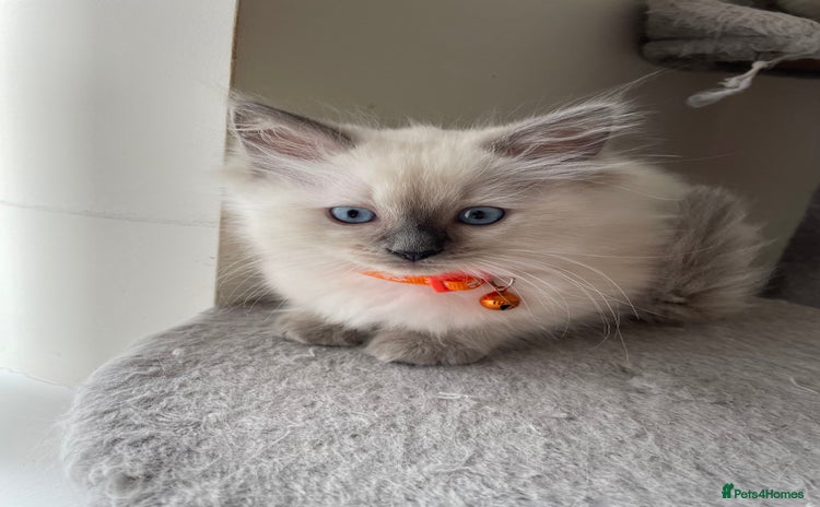 Ragdoll cats - Advert 4