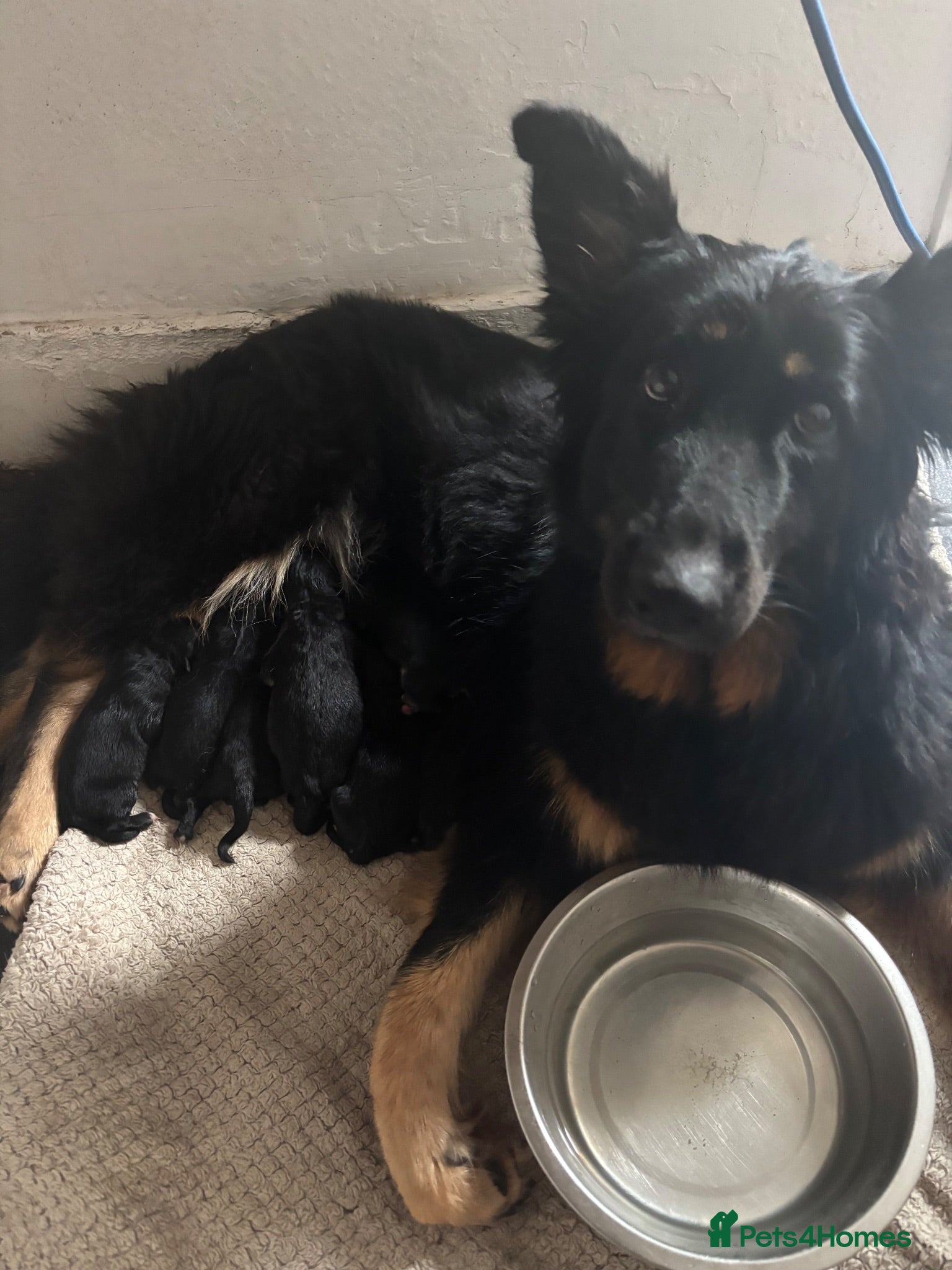 Shepsky dogs Beautiful shepsky pups for sale ONLY 3 GIRLS LEFT! - Advert 1