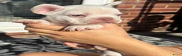 French Bulldog dogs for sale: Stunning French Bulldog Puppies – Family Raised in Durham - Advert 16