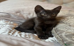 Mixed Breed cats for sale: One female kitten  - Image 4