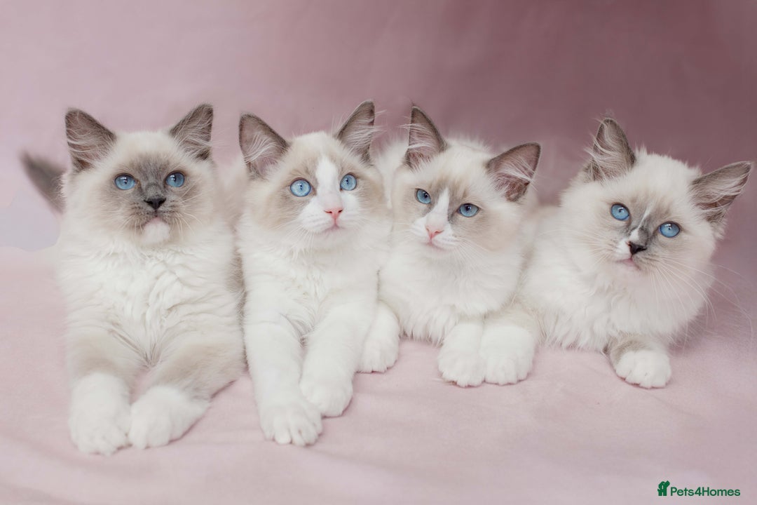 Ragdoll cats for sale: Super Cuddly Ragdoll TICA kittens - Image 8