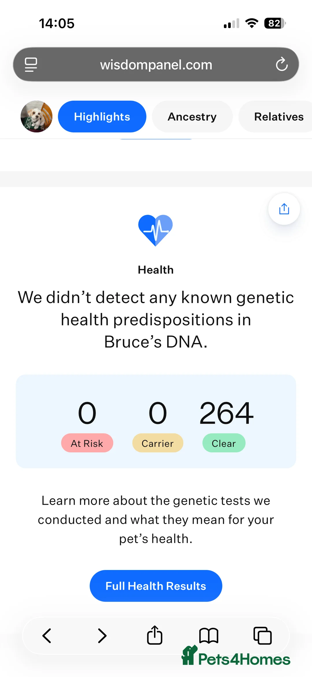 Biewer Terrier dogs for stud: Gold dust biewer for stud (health tested) in Weymouth - Advert 14