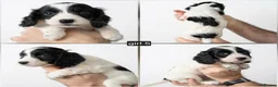Cockapoo dogs for sale: F1 Cockapoos. DNA Health tested.  - Advert 21