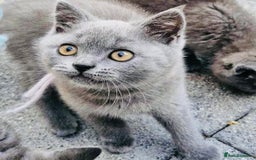 British Shorthair cats for sale: British shorthair  - Image 5