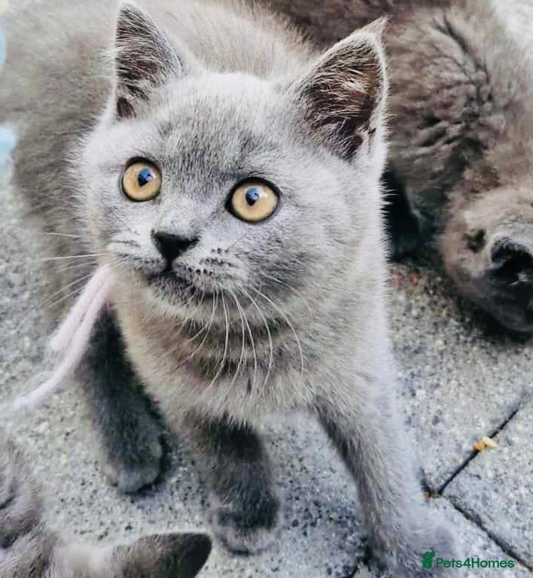 British Shorthair cats for sale: British shorthair  - Image 5