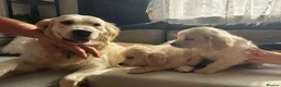 Golden Retriever dogs for sale: Golden Retriever Puppy’s  in Knottingley - Advert 1
