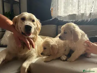 Golden Retriever dogs Golden Retriever Puppy’s - Advert 2