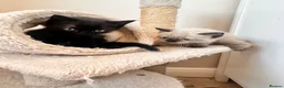 Ragdoll cats for sale: Ragdoll cross kittens  in Scunthorpe - Advert 1