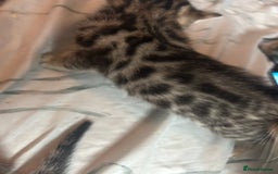 Bengal cats for sale: Pedigree bengal kittens  - Image 5