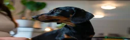 Dachshund dogs for stud: Champion Sired 4kg - IVDD Screened & PRA Clear in Tunbridge Wells - Advert 7