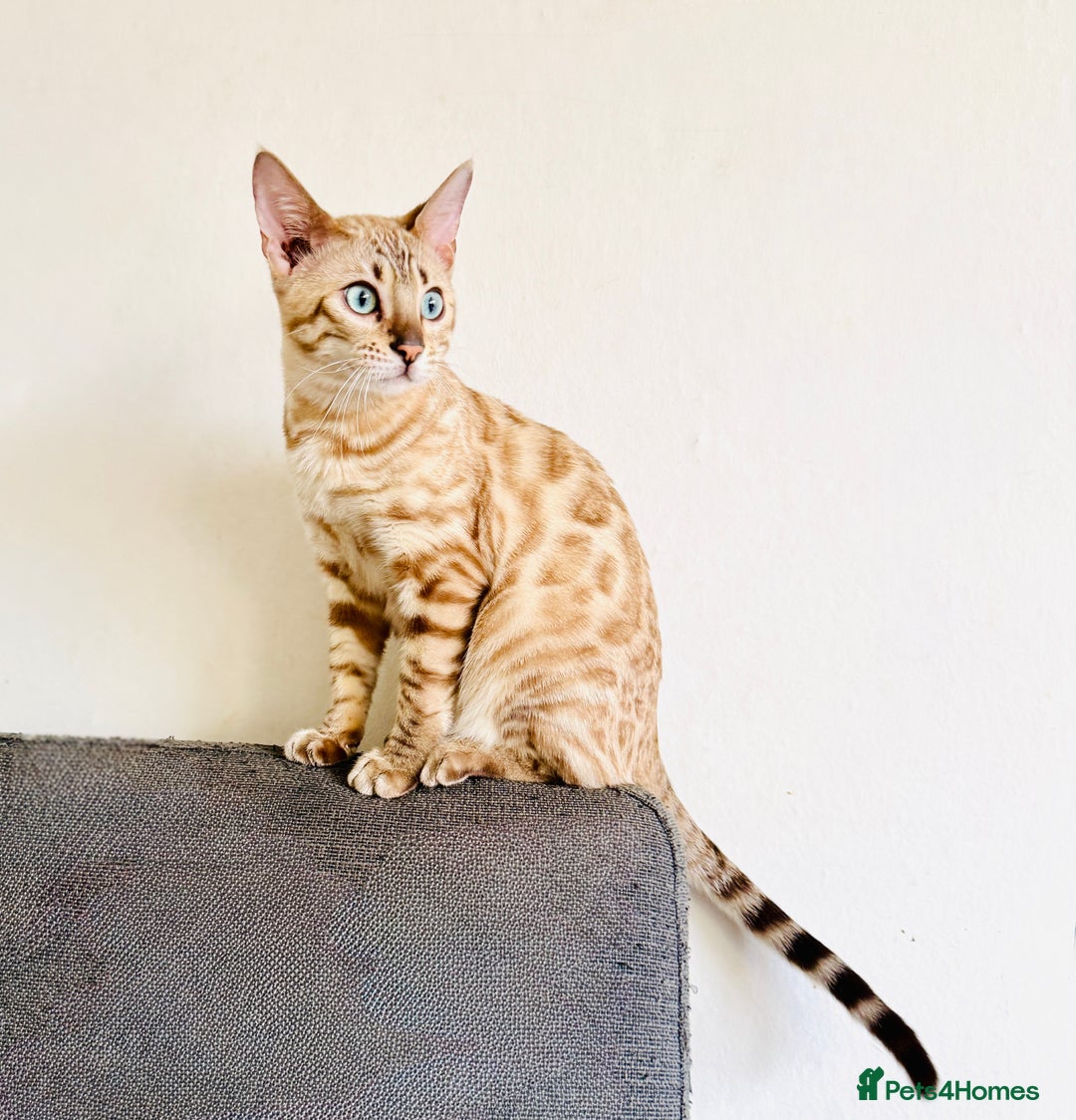 Bengal cats for sale: Snow Mink TICA active Bengal  - Advert 3