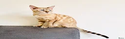 Bengal cats for sale: Snow Mink TICA active Bengal  - Advert 3