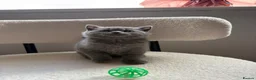 British Shorthair cats for sale: 💙Beautiful Blue British Shorthair Kitten💙 - Advert 2