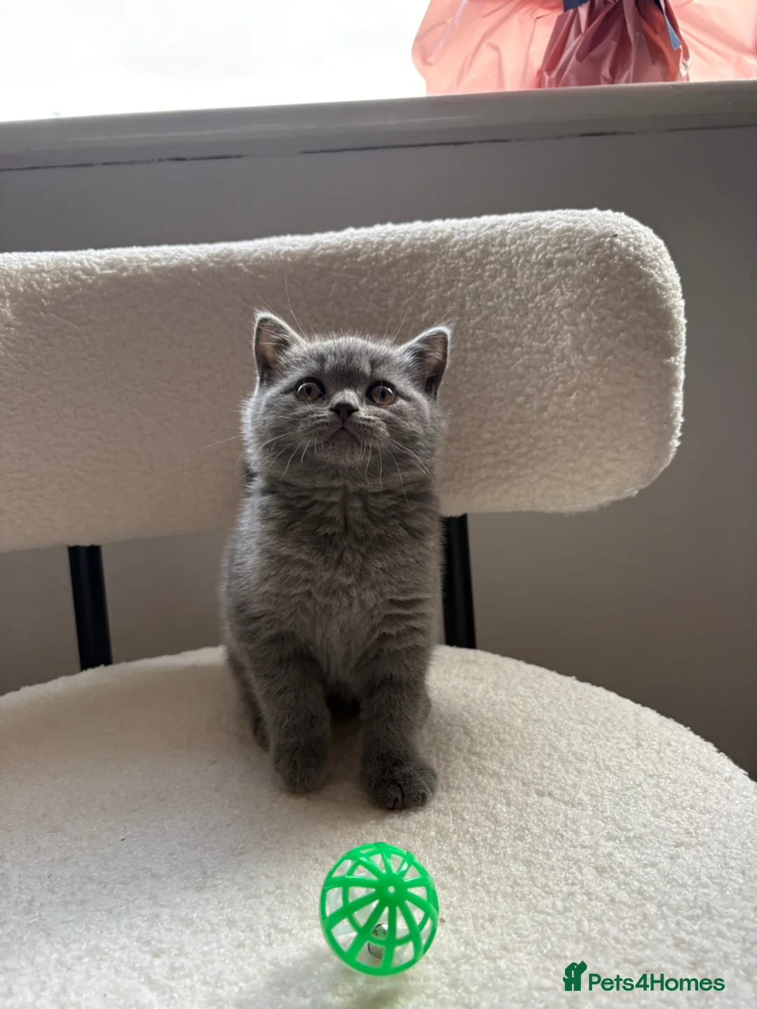 British Shorthair cats for sale: 💙Beautiful Blue British Shorthair Kitten💙 - Advert 2
