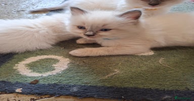 Ragdoll cats - Advert 13