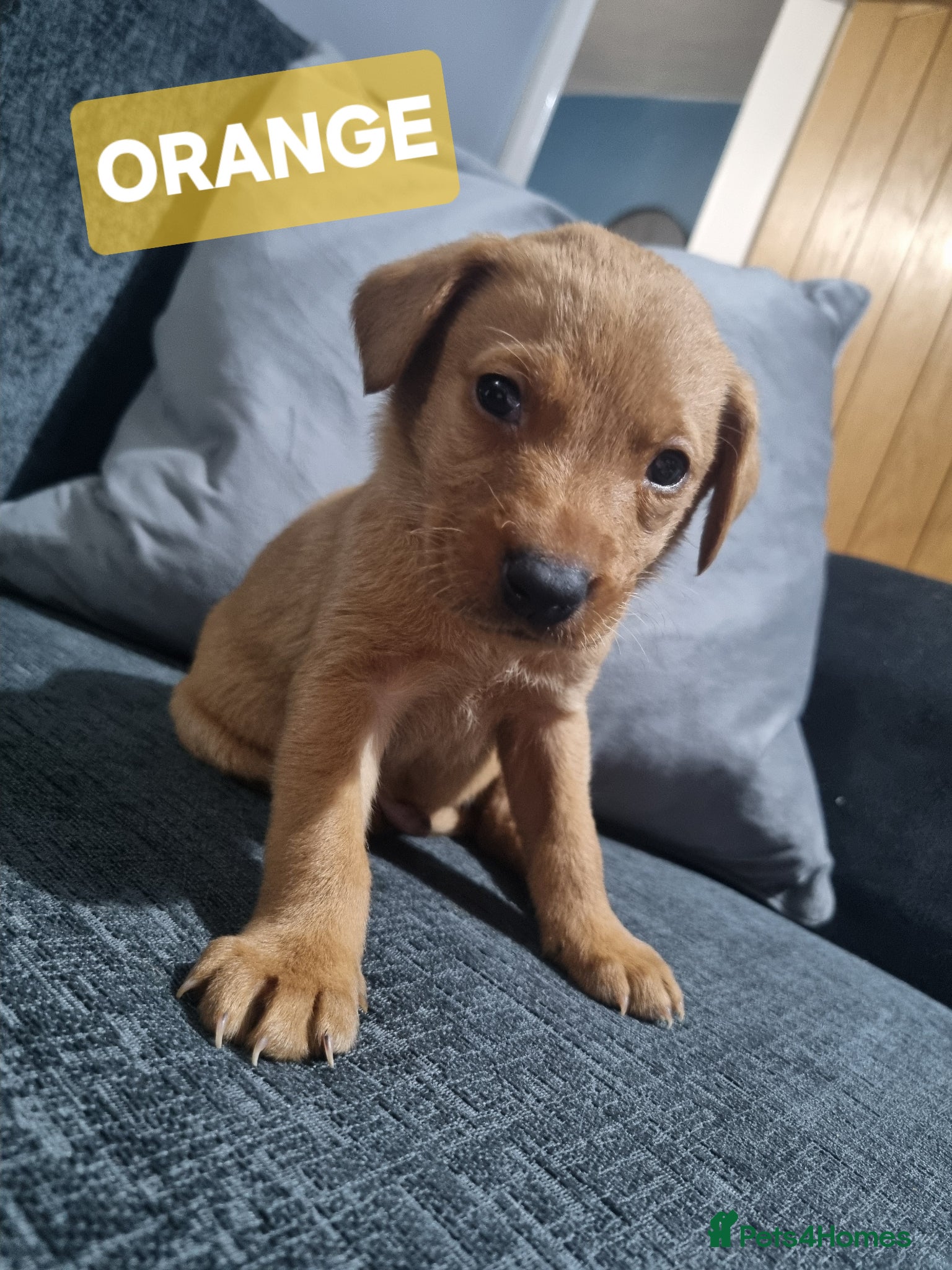 Labrador Retriever dogs ⭐️*LABRADOR PUPS FOR SALE!*⭐️ RTG 18/04 🐾 - Advert 2