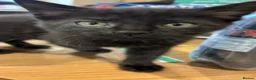 Mixed Breed cats for sale: Rescue kittens looking for forever homes - Advert 3