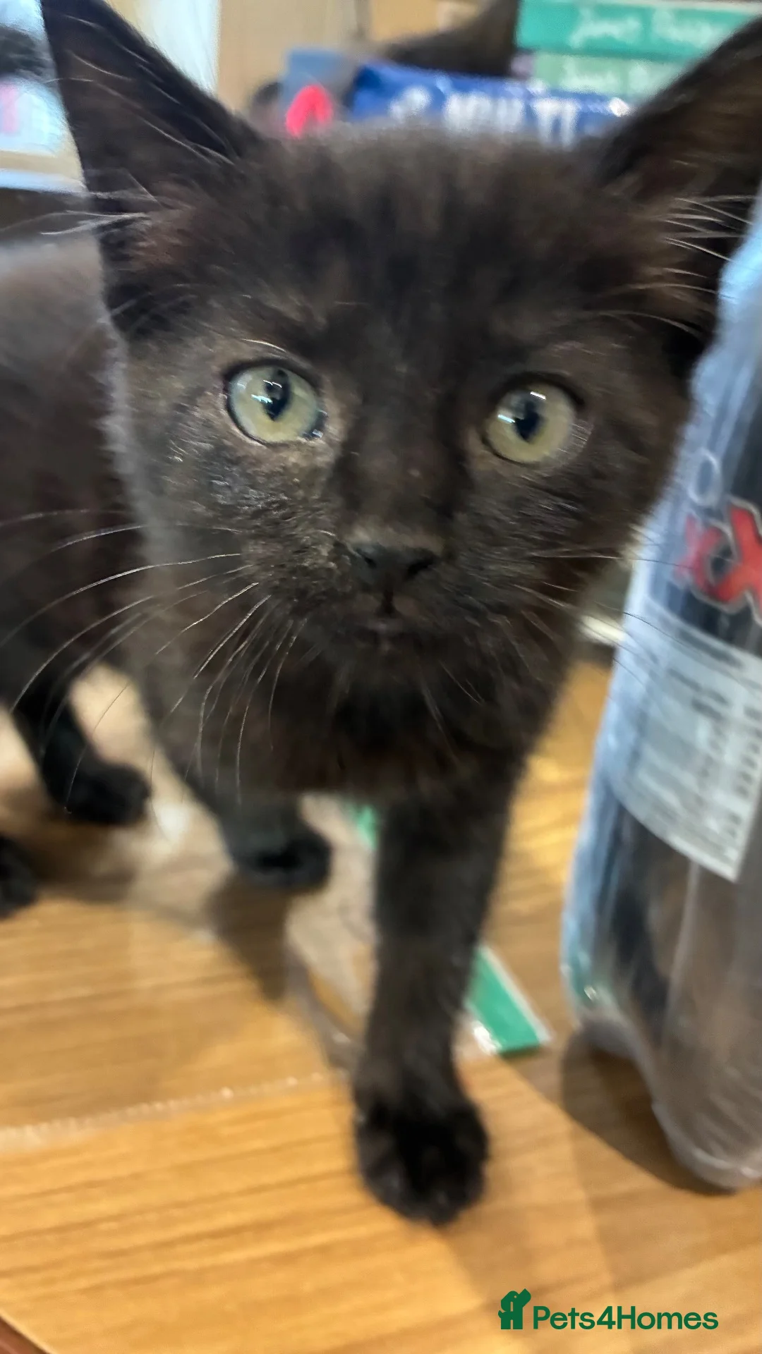 Mixed Breed cats for sale: Rescue kittens looking for forever homes - Advert 3