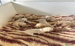 Golden Retriever dogs for sale: Gorgeous golden retriever puppies for sale - Image 18