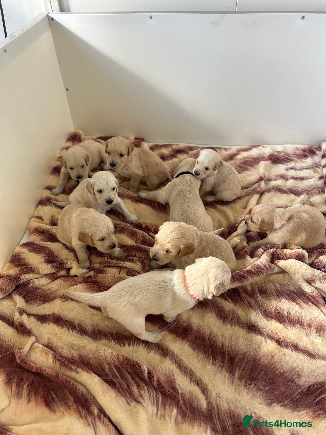 Golden Retriever dogs for sale: Gorgeous golden retriever puppies for sale - Image 18