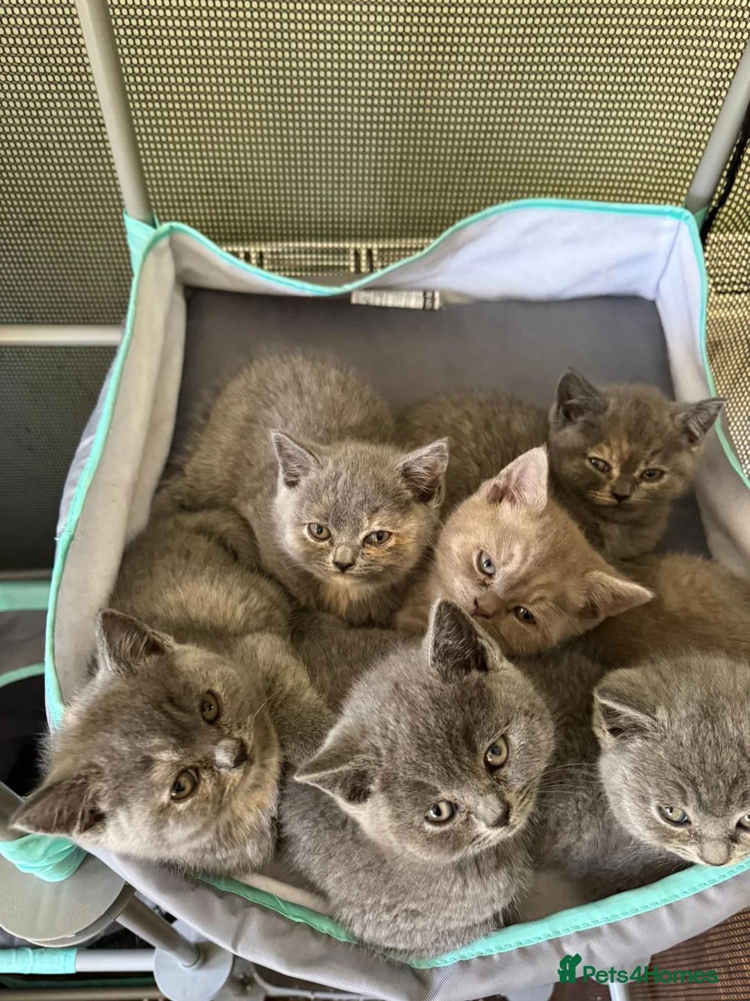 British Shorthair cats for sale: British Shorthair kittens - undocumented  - Advert 2