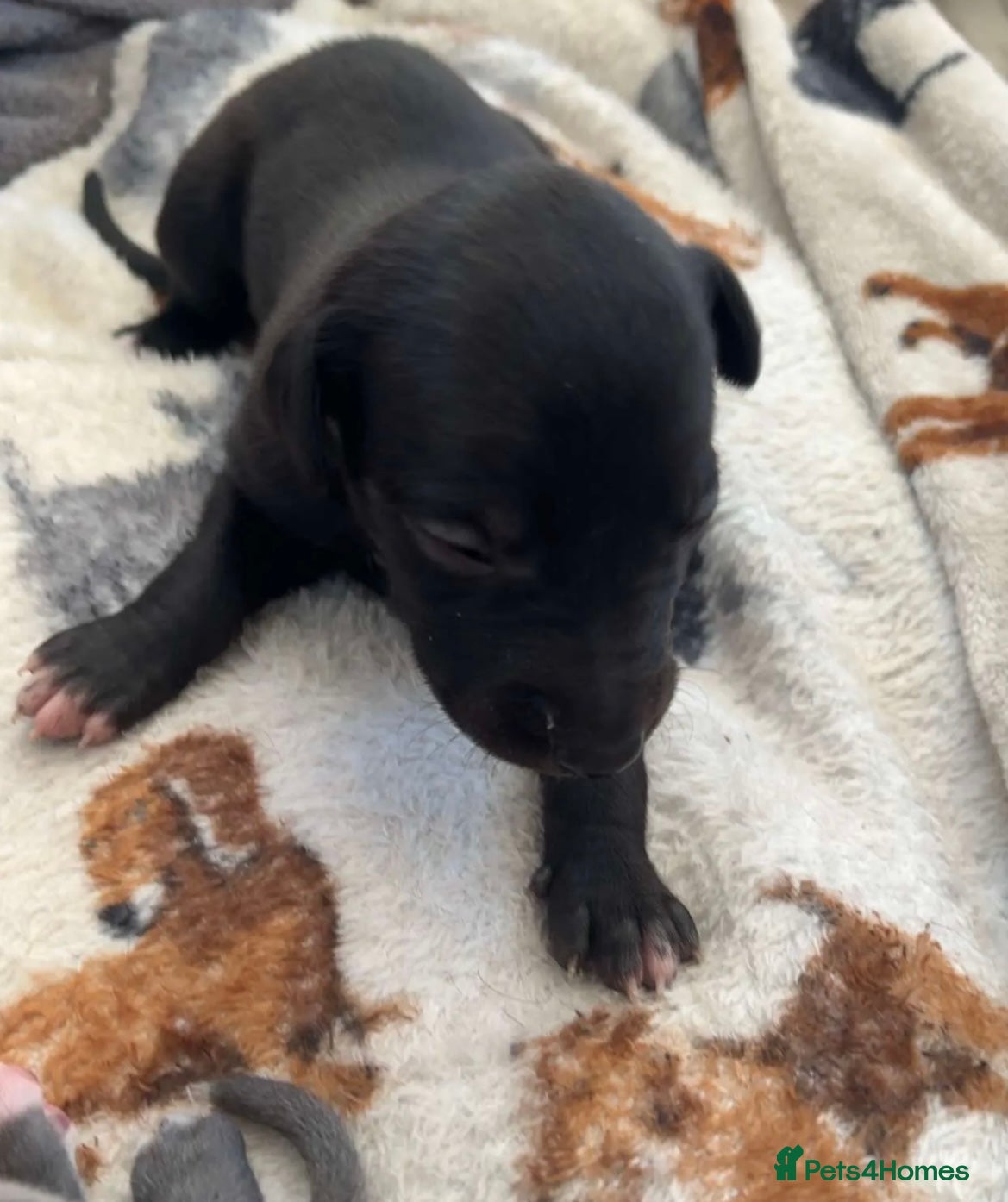 Whippet dogs KC registered stunning selection whippet pups - Advert 10