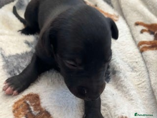 Whippet dogs KC registered stunning selection whippet pups - Advert 10