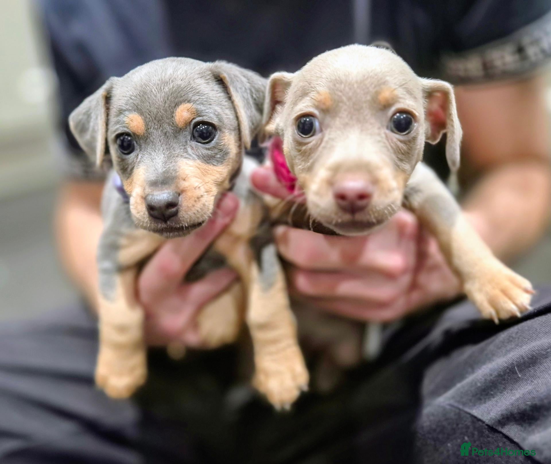 Jack Russell dogs 2 Miniature Blue & Lilac Jack Russell Wenlockpuppy - Advert 2