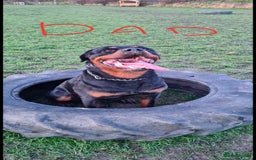 Rottweiler dogs for sale: Fabulous German bloodline pups - Image 5