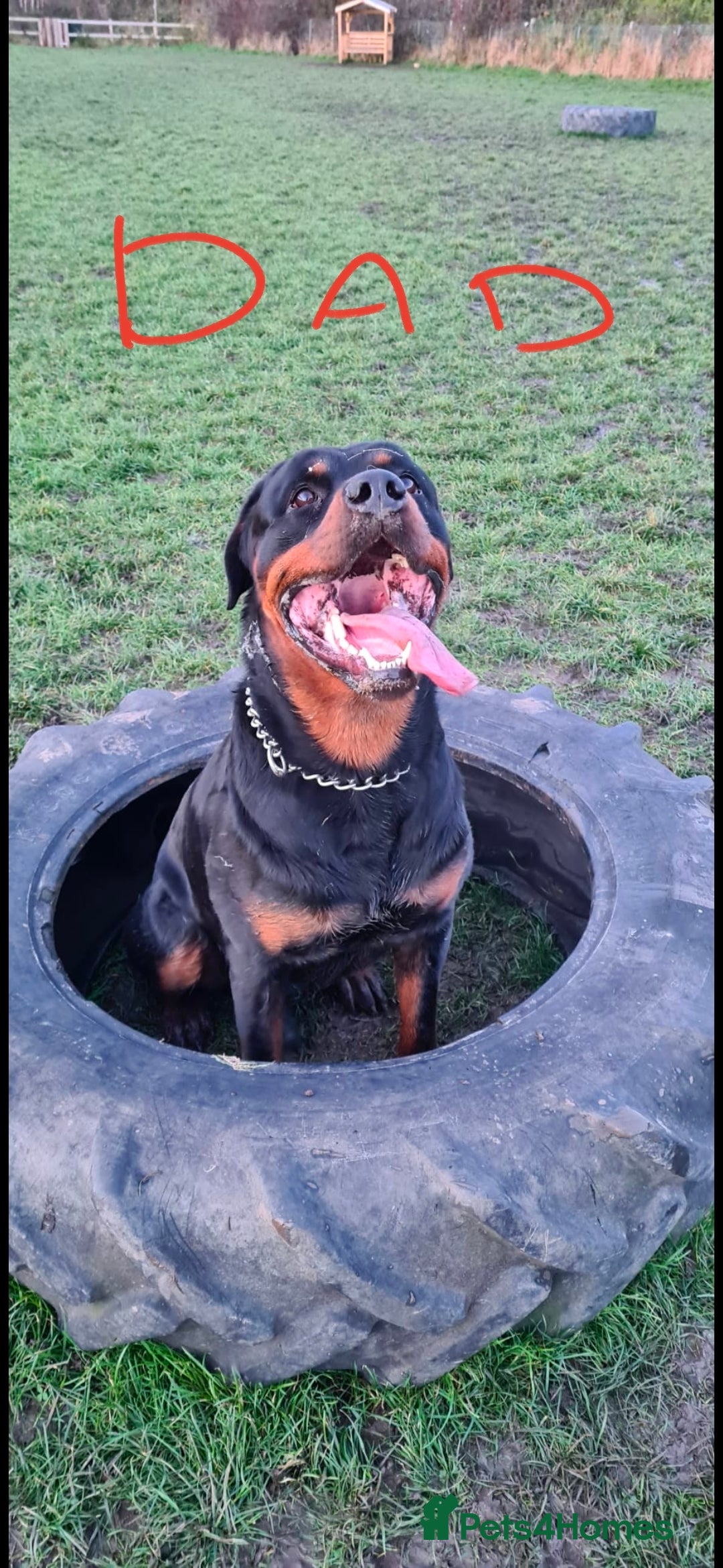 Rottweiler dogs for sale: Fabulous German bloodline pups - Image 5